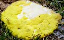 Plasmodial slime molds. Physarum spp. Multinucleate mass in a sheath of slime. Found in woodlands. Bright yellow or orange. Unicellular/multicellular amoeboid