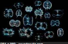 Unicellular amoeboid Actinopoda. Stiff pseudopods, geometric endoskeletons, Can be 4000 meters thick on the ocean floor. Lynchnapis miranda, Stylatractus sp.