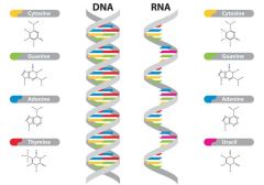 Acidos nucleicos (ADN y ARN)
