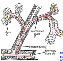 Secreted by acinar 
 
Modified by the ducts (Na & HCO3 absorption, K secretion)