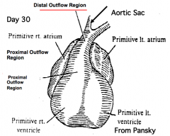 What is the adult derivative of the aortic sac?