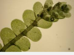 Hepatophyta. Most liverworts (80%), resemble mosses. Live on trees and subtropics. Frullania, Clasmatocolea, Jungermannia.