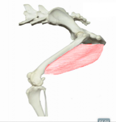 Hind Adductor Muscle