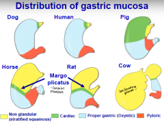 Majority proper gastric (oxyntic) and pyloric 


-small cardiac and non glandular 