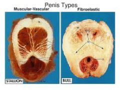 Hur funkar en fibroelastisk penis?