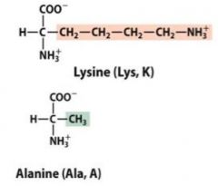 If lysine is required at position #150 in the peptide chain in order for a protein to properly fold and function, what happens if amino acid #150 is mutated or changed from lysine to alanine? The structures of lysine and alanine are provided belo...