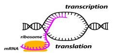 Transcription is tightly coupled with translation


 


Two Regulation Points:

1. Initiation inhibition: prevent RNA polymerase from attaching


2. Attenuation: start transcribing but stop before elongation


 