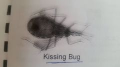 South American Trypanosomiasis
Chagas' Disease
Vector: Rdeuviid / Triatomid / Kissing Bug