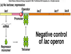 NO Lactose present


 


LacL gene (repressor gene) synthesizes repressor molecule
 Repressor binds to operator as tetramer and prevents transcription

 


Note: NO absolute turnoff for the ZYA genes because LacL is not always repressing at the...