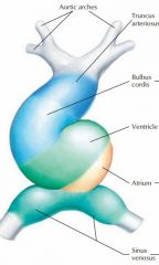 Truncus arteriosus = ascending aorta, pulmonary trunk

Bulbus cordis = Smooth portion of R ventricle, conus arteriosus, aortic sinuses 

Primitive ventricle = trabeculae carneae

Primitive atrium = pectinate muscles (trabeculated muscles)

...