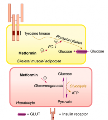 - Under normal conditions, insulin binding to its receptor on myocytes and adipocytes activates tyrosine kinase, resulting in phosphorylation and activation of the membrane-bound glucose transporter GLUT. 

- Non-insulin-dependent diabetes melli...