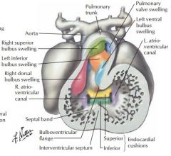 endocardial cushions  of atrioventricular valve become AV valves