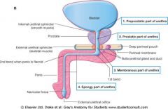 -intramural/preprostatic part (surrounded by internal urethral sphincter
-prostatic urethra (traverses prostate gland)
-membranous part (in deep perineal pouch, surrounded by external urethral sphincter)
-spongy part (penile)