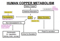 - Decreased biliary excretion of copper from liver
- Decreased Ceruloplasmin to bind copper from liver

* Leads to increased non-ceruloplasmin copper (some of which is excreted in urine) others are deposited at extra-hepatic sites such as kidne...