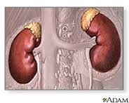 Yellow glands superior to Kidneys