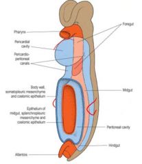 2 bronchial buds grow into pericardioperitoneal cavity, becomes pleural cavities