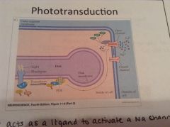 1. Rhodopsin is isomerized by light and opsin GPCR undergoes conformation change.
2. Transducin G protein senses this shift and is activated. 
3. Transducin alpha subunit stimulates phosphodiesterase (PDE) embedded in disc membrane. 
4. PDE hyd...