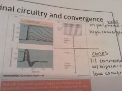 1:1 ratio = low convergence, low sensitivity, small receptive field but high acuity