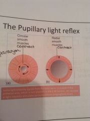 Not part of pupillary reflex, causes contraction of the radial/dilator muscles (mydriasis)