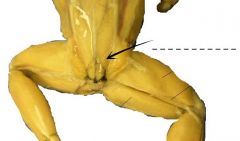 Running diagonally in the space between the ilia and the urostyle just caudal of the preceding muscle. It serves to hold the urostyle firmly.