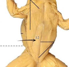 A broad, thin muscle covering the ventral side of the abdomen. The mid-ventral line is called the linea alba. The crosswise faint lines are called the ventral inscriptiones tendinae.