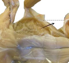 Another sheet of oblique muscles internal to the external oblique.