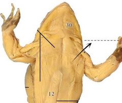 A paddle-shaped muscle, lateral and posterior to the middle pectoralis.
