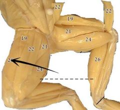 Large muscle covering the entire thigh from anterior part to the posterior margin. The proximal end is divided into three heads.