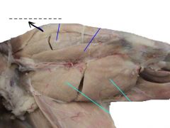 The outer head of the triceps extensor femoris which can be seen at the dorsal surface of the thigh.
