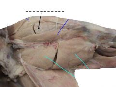 The middle head of the triceps extensor femoris which can be seen in both dorsal and ventral surface of the thigh.
