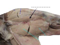 The inner head of the triceps extensor femoris which can be seen at the ventral surface of the thigh.