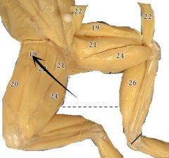 A thin slender muscle immediately below the vastus internus and partly covered by the sartorius, but a small portion is exposed along the preaxial side of the latter.