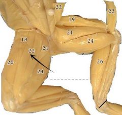 A thin flat muscle which traverse the thigh obliquely.