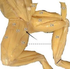 A stout triangular muscle lying behind the sartorius which crosses at its digital end.