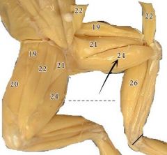 A large muscle lying at the ventral side of the thigh.