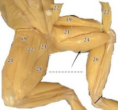 The most posterior, long slender muscle closely attached to the preceding, and run along the inner side of the thigh.