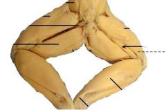 A long slender muscle immediately below the vastus externus and partly covered by it.