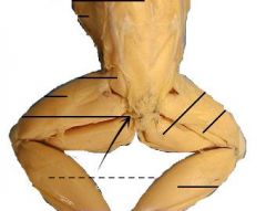 A small slender muscle extending ventrally and posteriorly from the tip of the urostyle and between the origin of the biceps femoris and the semimembranosus.