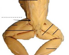 A short muscle lying between the rectus femoris anticus and vastus externus.