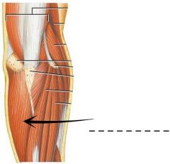 Forms the ulnar border of the forearm next to the palmaris longus and immediately below the extensor carpi ulnaris.