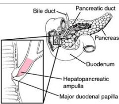  It is formed by the union of the pancreatic duct and the common bile duct. 

The ampulla is specifically located at the major duodenal papilla.





 The sphincter of Oddi is asphincter muscle, a circular band of muscle at the bottom of...