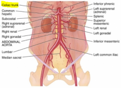-esophagus, stomach, duodenum, liver, pancreas
-supplied by celiac trunk
-Parasympathetic: vagus nerve, sympathetic: greater splachnic nerve T5-T9
-Digest Food
