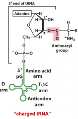 cytosolic enzymes that charge tRNAs with amino acids
usually one aa-tRNA synthetase for each amino acid
bonds aa to 3' end of tRNA in a 2 step process
fidelity is increased by enzymatic proofreading at multiple steps