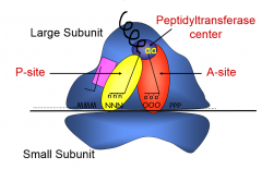 mRNA moves along cleft between large and small subunit
A site- new aminoacyl tRNA enters
P site- growing polypeptide
peptidyltransferase center
E site- exit site