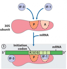 IF1 binds to 30S A site
IF3 binds to 30S
mRNA binds to 30S subunit
shine-dalgarno sequence pairs with rRNA at P site
first amino acid is recruited (methionine) IF2
load 50S subunit
hydrolyze GDP and release 3 IFs