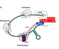 initiation is enhanced by 5' cap and 3' polyA tail
mRNA 5' cap recognized by eIF4E
polyA tail bound by cytoplasmic polyA binding protein (Pab1p)
eIF4E and Pab1p are linked through eIF4G