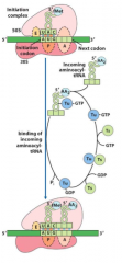 aminoacylated (charged) tRNA is brought to site A by EF-Tu-GTP
codon in A site and anticodon on tRNA are complimentary
EF-Tu checks pairing, hyrdolyzes GTP and releases itself 
EF-Tu GDP is recycled 
peptide bond is formed (A attacks P)
catalyz...