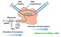 in eukaryotes, transcription in nucleus, translation in cytoplasm
in pro, soon as its transcribed it is translated
mRNAs are polycistronic (multiple polypeptides per mRNA) and short lived
