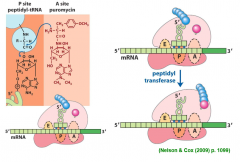premature chain termination (analog of aminoacyl tRNA)
cannot translocate which promotes peptide dissociation
(pro and eukaryotes)