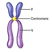 The structure that holds chromatids together.